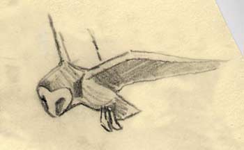 Barn owl pictures - A sketch of a barn owl in flight bu Martin Ridley